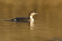 Potaplice severni - Gavia arctica - Arctic Loon 8418